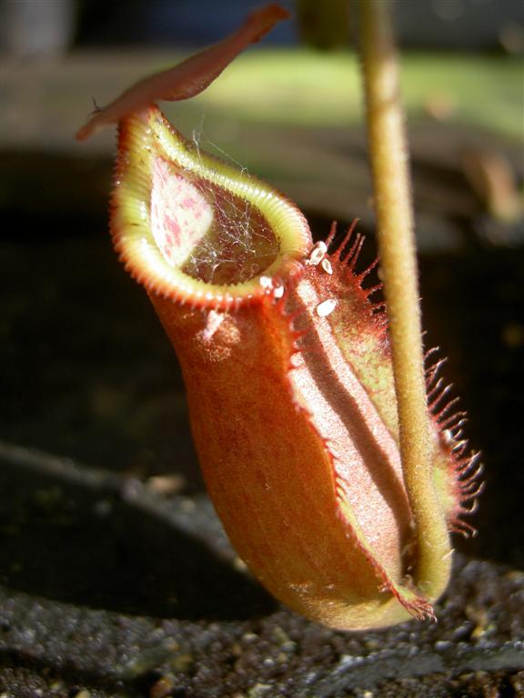 Nepenthes thorelii x ( x trusmadiensis)